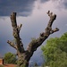 Trimmed Tree by jaybutterfield