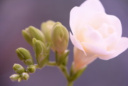 11th Feb 2017 - Freesia buds 