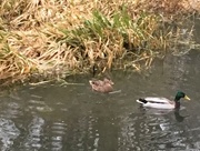 12th Feb 2017 - Feeding the ducks along the canal