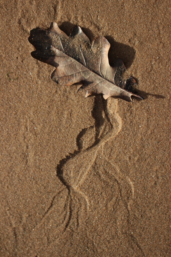 Sand Leaf by motherjane