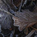 Oak Leaves in frost by jon_lip