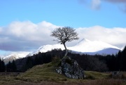 12th Feb 2017 - tree and hill