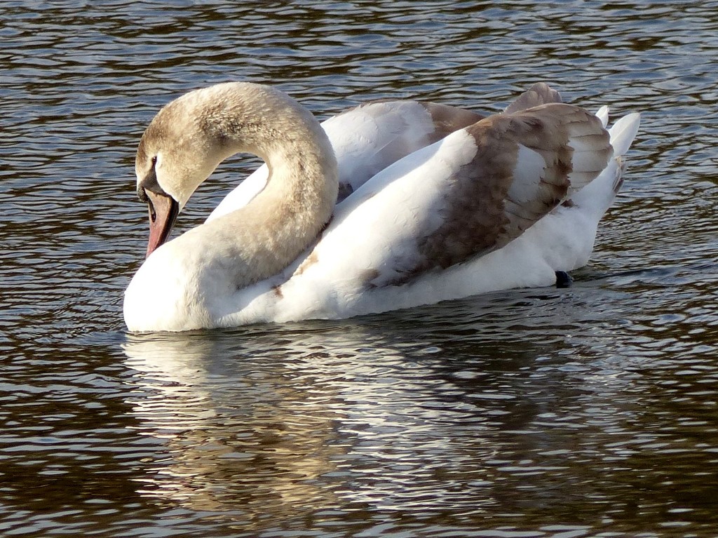  Young Swan by susiemc