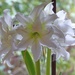  White Amaryllis  by susiemc