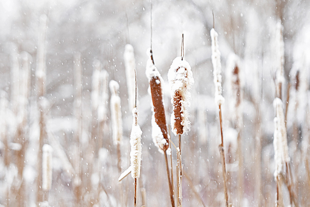 Cattails on a WINTER'S day! by fayefaye
