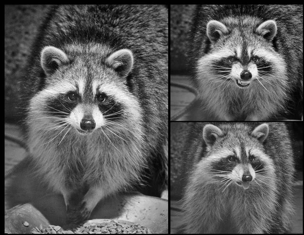 The three faces of a raccoon by aecasey