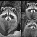 The three faces of a raccoon by aecasey