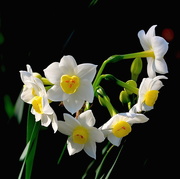 12th Feb 2017 - Daffodils, Magnolia Gardens, Charleston, SC