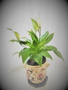 13th Feb 2017 - Peace lilly 
