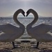 Swans heart.  by cocobella
