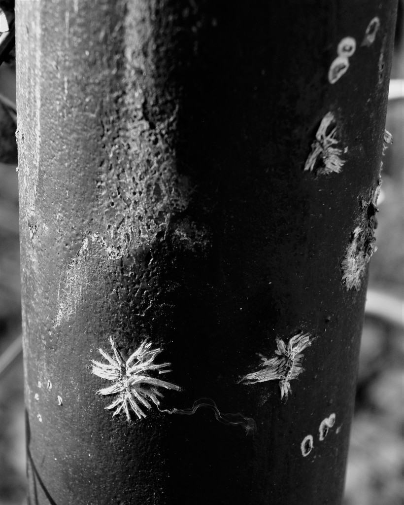 Vine Post by daisymiller