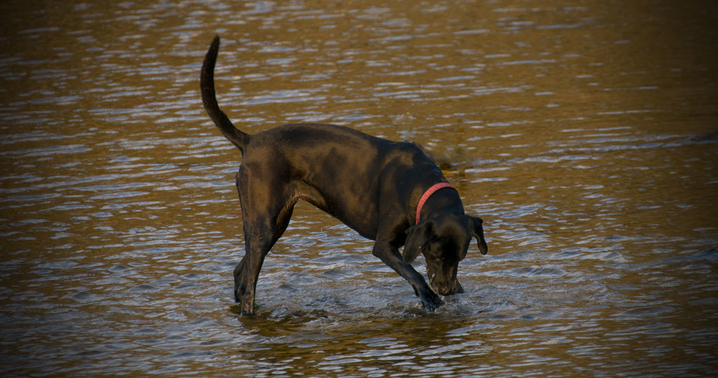 Doggy, Splashing on the River! by rickster549