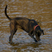 Doggy, Splashing on the River! by rickster549