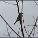Still Life- Bird in Tree by allie912