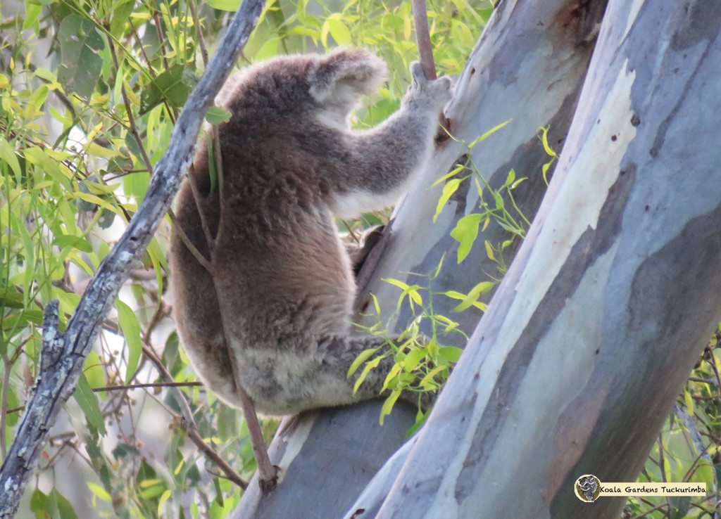 koala on a stick by koalagardens
