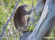 4th Feb 2017 - koala on a stick