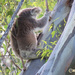koala on a stick by koalagardens