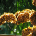 Dried Hydrangeas by seattlite