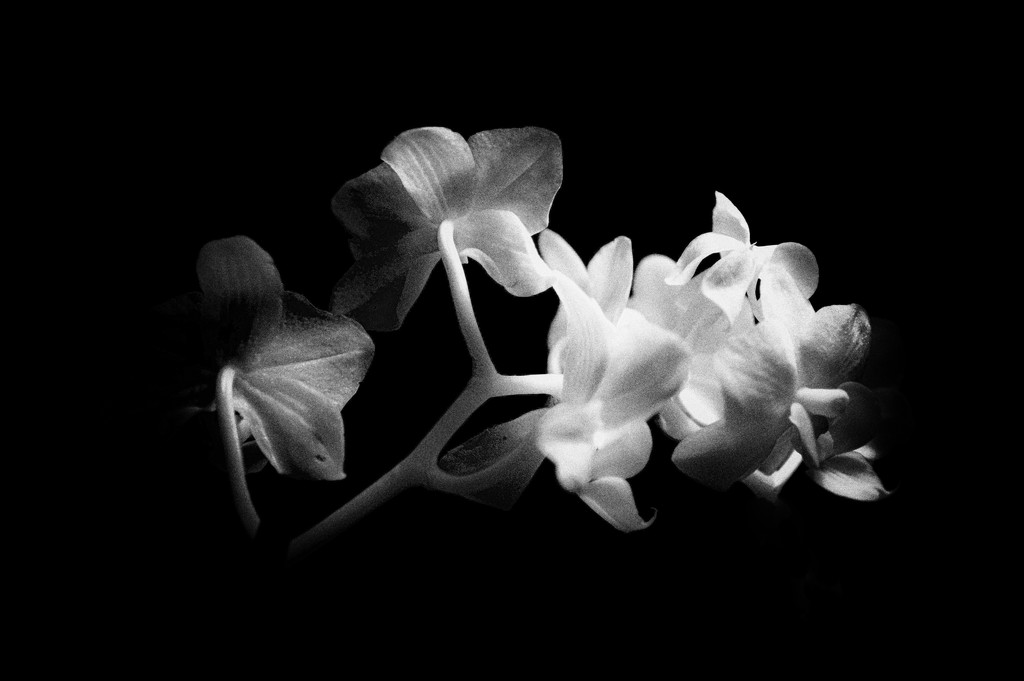 Orchids by joysabin