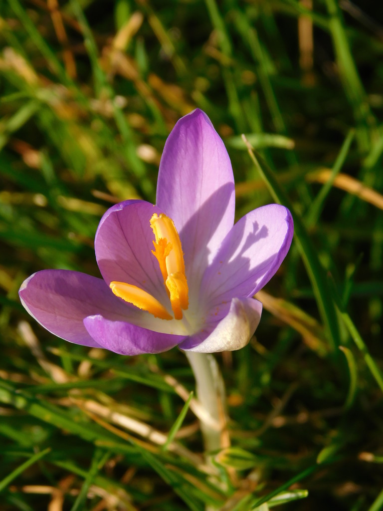 Solitary crocus - take 2 by 365anne