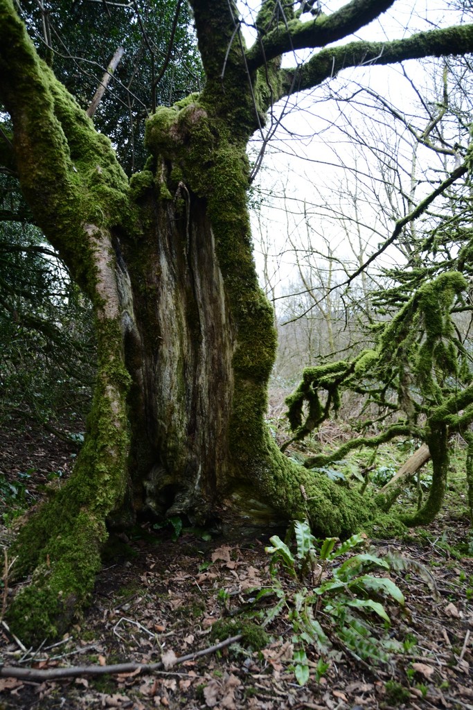 Tree hollow by rumpelstiltskin