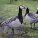 Barnacle Goose by philhendry