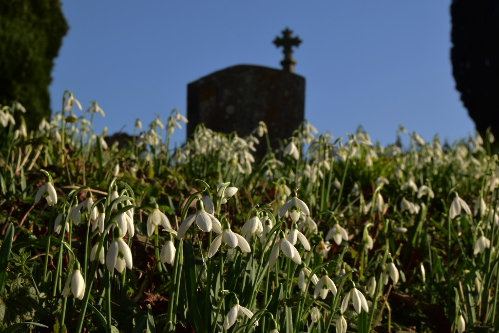 snowdrops by ianmetcalfe
