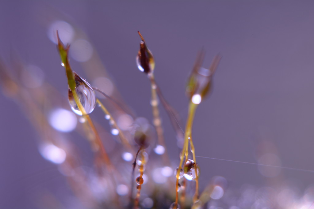 Drops with violet hues... by ziggy77
