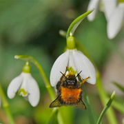 13th Feb 2017 - THE FLIGHT OF THE VERY EARLY BUMBLEBEE-FOUR