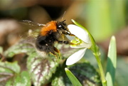 13th Feb 2017 - THE FLIGHT OF THE VERY EARLY BUMBLEBEE -ONE