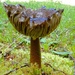 Not Mushroom Inside by maggiemae