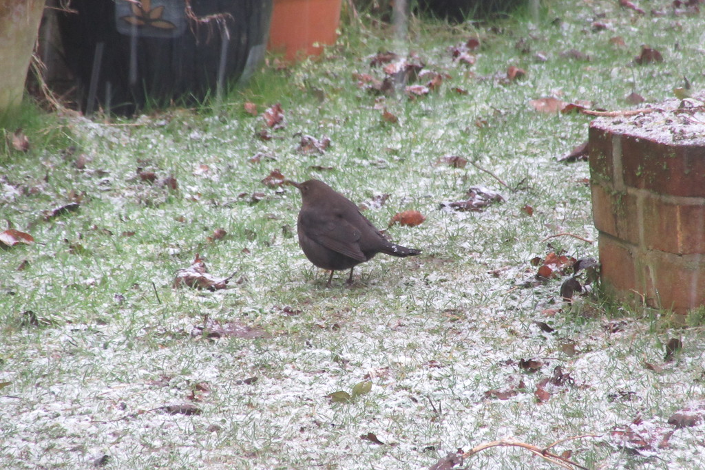 Blackbird in the snow by lellie