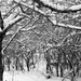 Winter Plum Trees  by radiogirl
