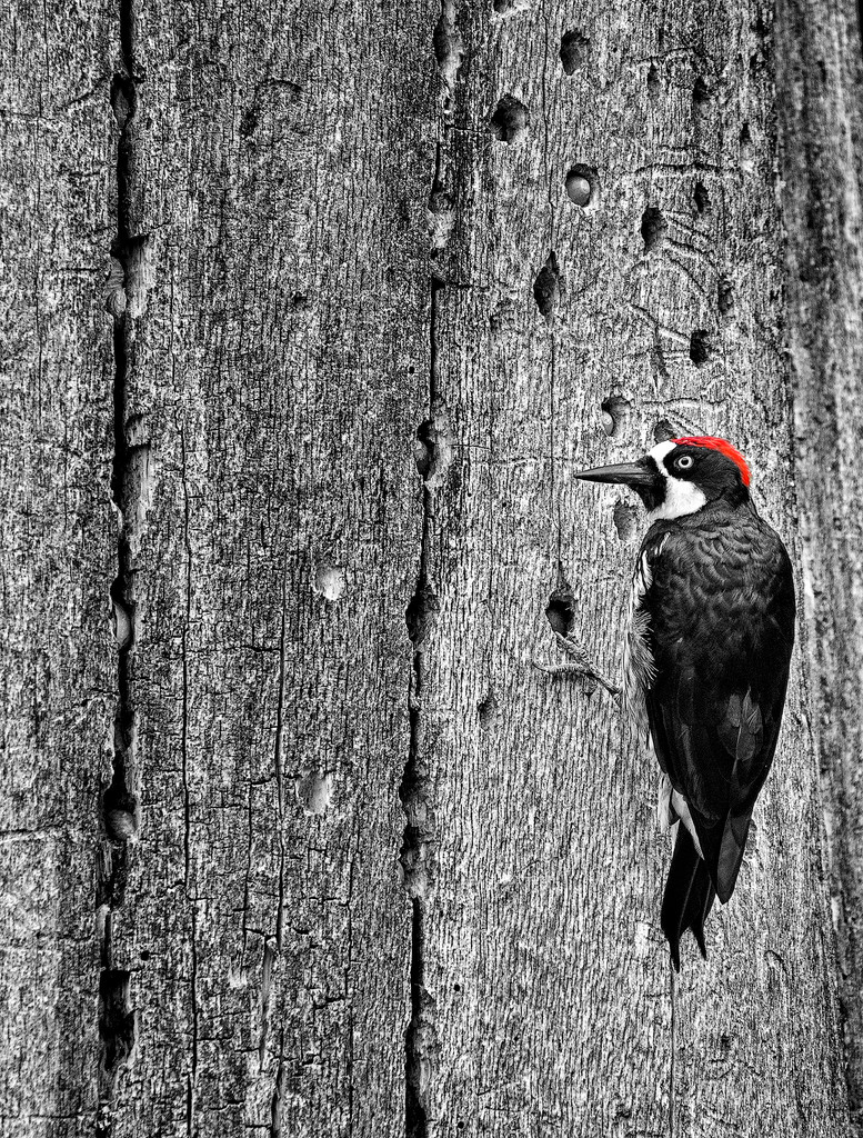Acorn Woodpecker Storing for Winter  by jgpittenger
