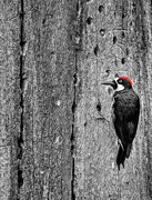14th Feb 2017 - Acorn Woodpecker Storing for Winter 