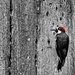 Acorn Woodpecker Storing for Winter  by jgpittenger