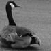 Gossamer Goose by linnypinny