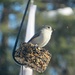 Tufted Titmouse by hbdaly