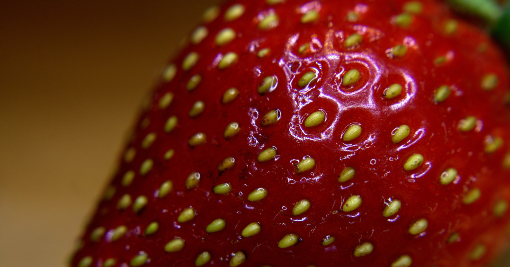 Day 166: Strawberry by sheilalorson