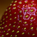 Day 166: Strawberry by sheilalorson