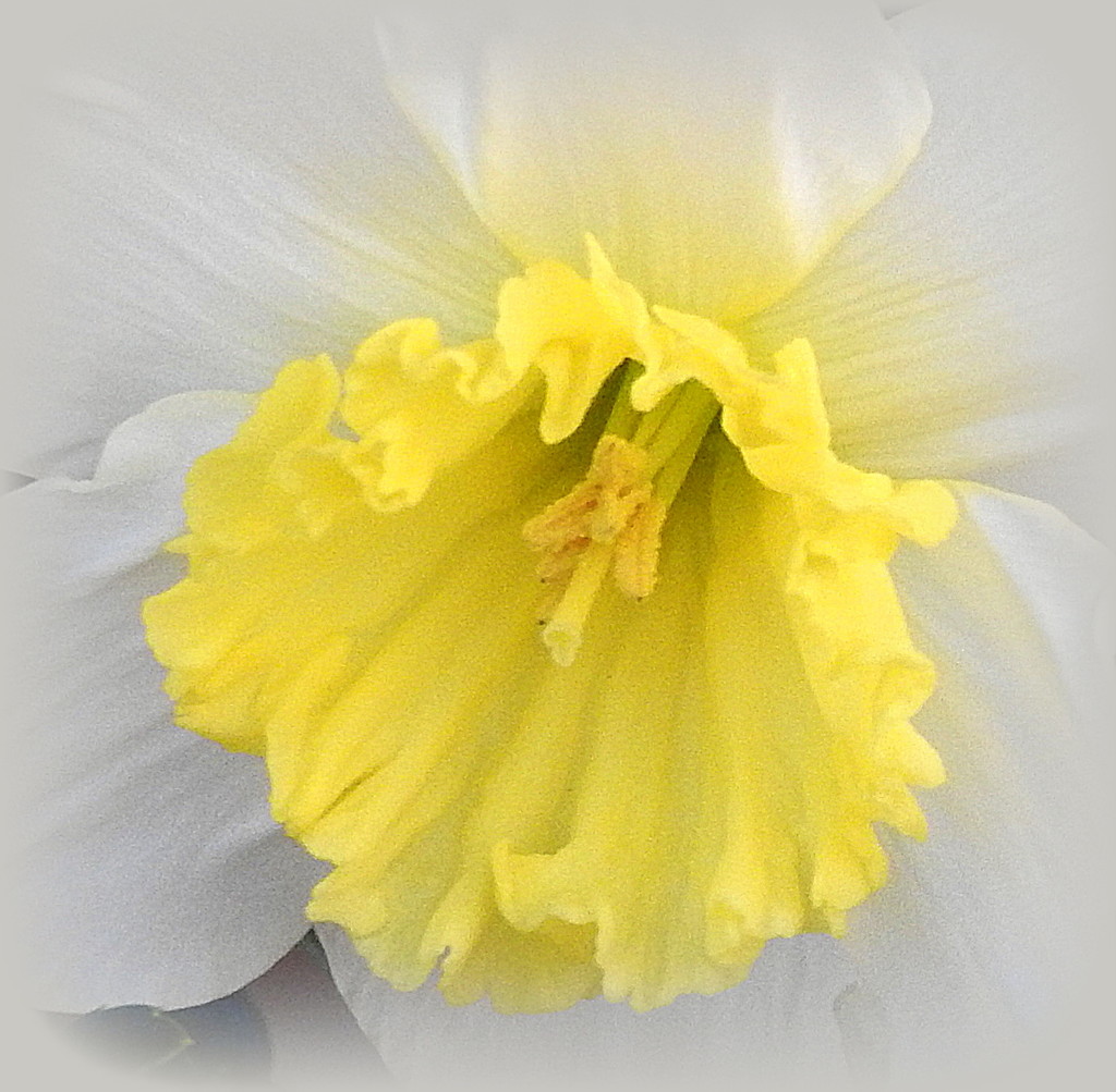 Yellow Framed by White by homeschoolmom