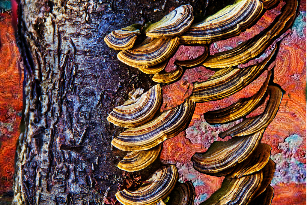 Tree Fungi by joysfocus