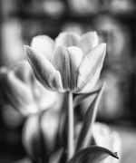 12th Feb 2017 - tulip
