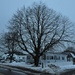 Neighborhood Tree in the Winter by radiodan