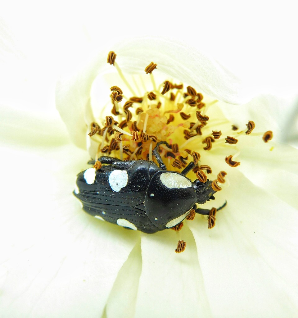 Nasty little beetles by ludwigsdiana