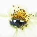 Nasty little beetles by ludwigsdiana