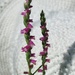 Austral Ladies Tresses - native orchid Aust. by robz