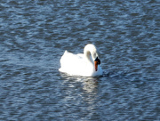 12th Feb 2017 - Bemused Swan