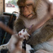 Momma Monkeys Gotta Groom by fotoblah