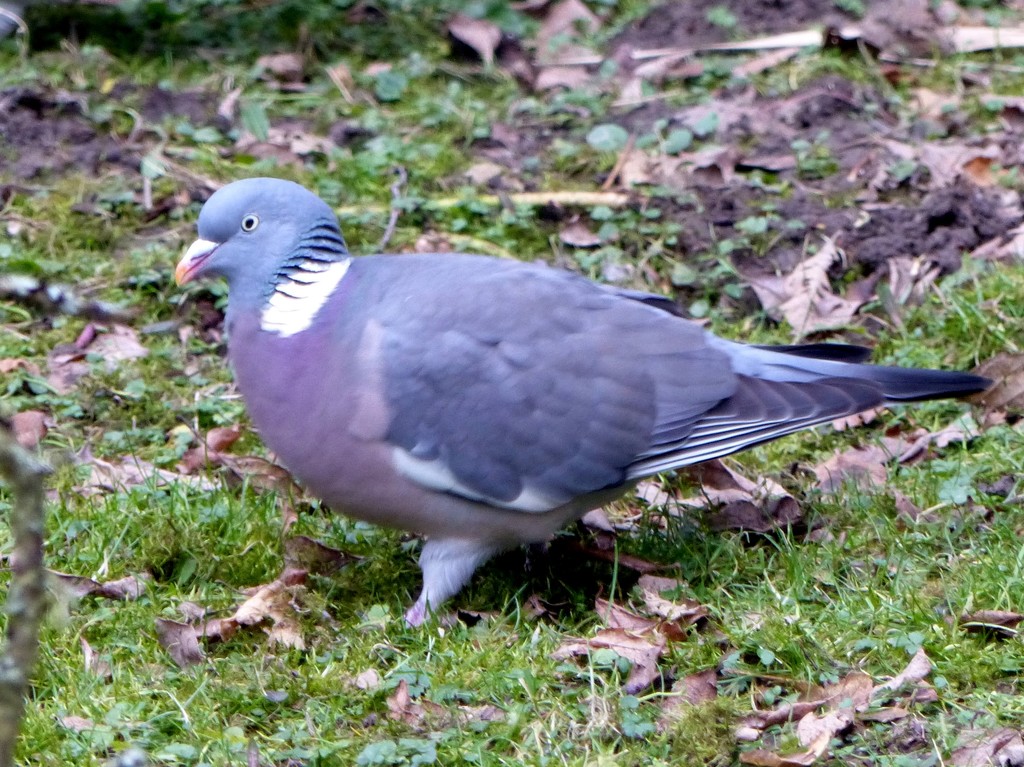 Wood Pigeon by susiemc